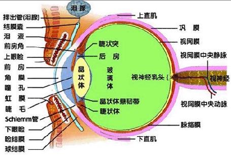 那这                    眼睛的生理结构图; 眼睛的解剖图片,主要是