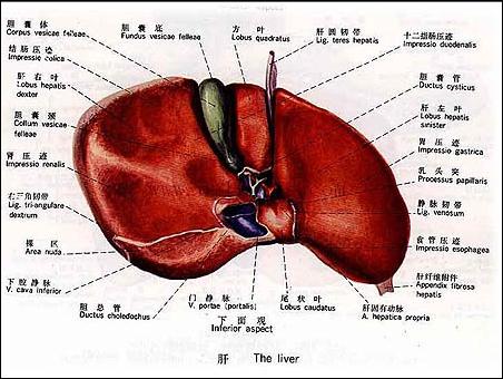 最易患癌部位4:肝