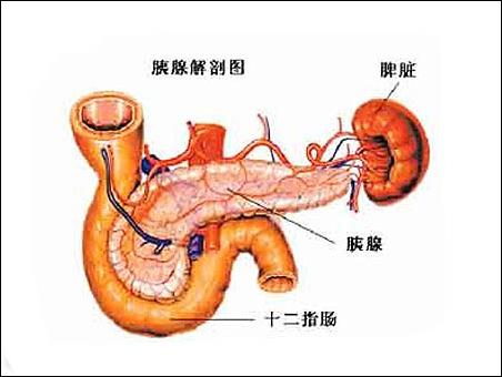 最易患癌部位8:胰腺