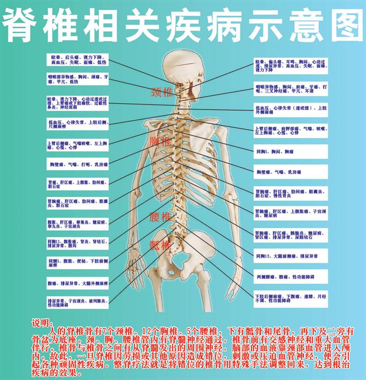 人体第十二椎体位置图图片