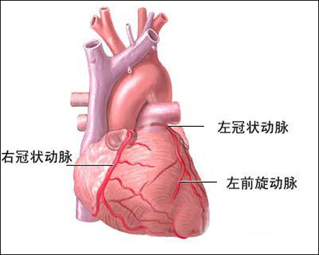 冠状动脉供血图图片