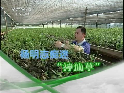 央视中华医药杨明志痴迷神仙草 别有病byb Cn 纯自然疗法攻克亚健康